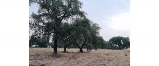 FINALIZADOS LOS TRABAJOS DE DESBROCE DE LA DEHESA DE CARA A LA ÉPOCA DE INCENDIOS