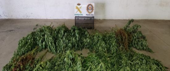 POLICÍA LOCAL Y GUARDIA CIVIL DESMANTELAN UNA PLANTACIÓN DE MARIHUANA EN ‘REMUÑANA’