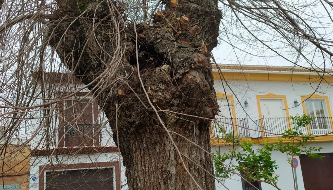 EL AYUNTAMIENTO HARÁ UNA REFORESTACIÓN INTEGRAL DE LA PLAZA 1 DE MAYO