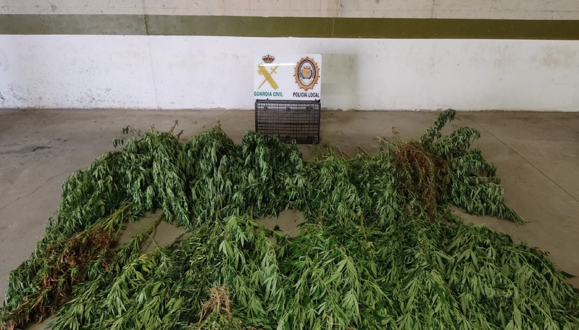 POLICÍA LOCAL Y GUARDIA CIVIL DESMANTELAN UNA PLANTACIÓN DE MARIHUANA EN ‘REMUÑANA’